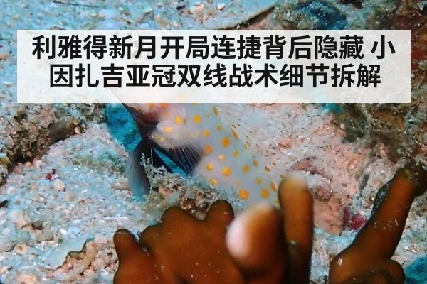 利雅得新月开局连捷背后隐藏 小因扎吉亚冠双线战术细节拆解